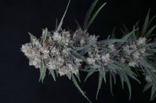 (Bild für) USA LINE - Whipped Runtz Auto Feminised Seeds