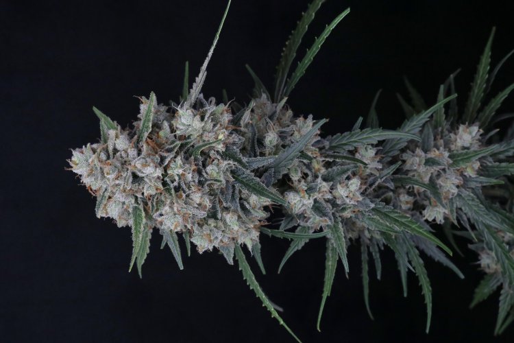 (Bild für) USA LINE - Whipped Runtz Auto Feminised Seeds