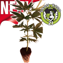 Jokerz Candy - Compound Genetics