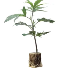 (Bild für) US-Kali Hanfstecklinge Hella Jelly – Humboldt Seeds