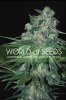Ketama Feminised - World of Seeds