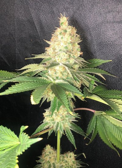 (Bild für) Kings Banner Feminised Seeds