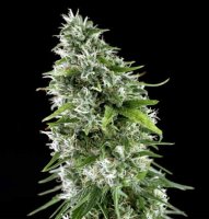 Kritikal Bilbo x AK-47 Automatic Feminised - Genehtik Seeds