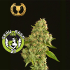 Kuchi Feminised - Devil's Harvest Seeds