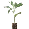 (Bild für) Hanfstecklinge Kukulkan – Pyramid Seeds