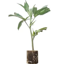 Esquejes de cannabis Kukulkan – Pyramid Seeds