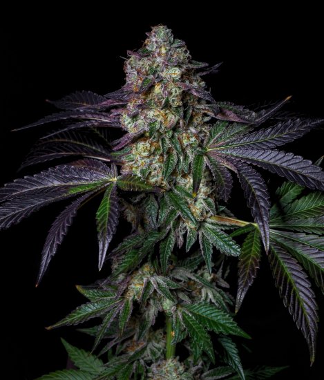 (Bild für) Kush Mallow Feminised Seeds