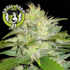 La Musa Automatic Feminised - Delicious Seeds