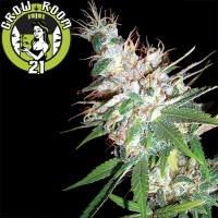 LA Woman Feminised - DNA Genetics