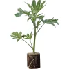 (Bild für) Hanfstecklinge L.A. Amnesia – Paradise Seeds