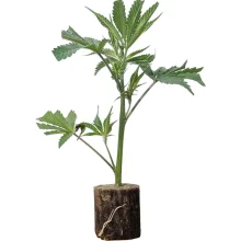 (Bild für) Hanfstecklinge L.A. Amnesia – Paradise Seeds
