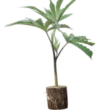 Esquejes de cannabis La Perla Negra – Exclusive Seeds