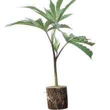 La Perla Negra - Exclusive Seeds