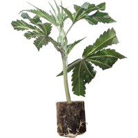 Pastel de vainilla LA - Silent Seeds