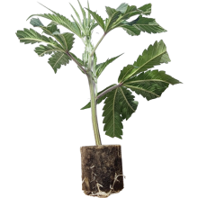 Pastel de vainilla LA - Silent Seeds