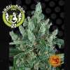 Laughing Buddha Feminised - Barney's Farm