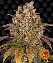 Lemon Tree Feminised - Barney's Farm