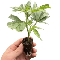 (image for) CANNABIS CLONES – LIMITED DROPS