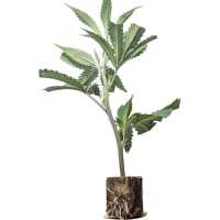 Pastel de menta de Londres - TH Semillas
