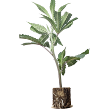 Pastel de menta de Londres - TH Semillas