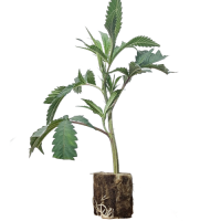 London Pound Cake x M.B. - Ripper Seeds