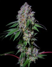 (Bild für) EXOTIC LINE - La Macedonia Feminised Seeds