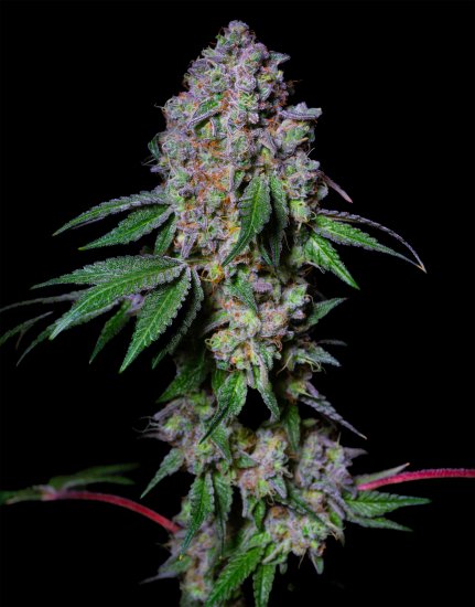 (Bild für) EXOTIC LINE - La Macedonia Feminised Seeds