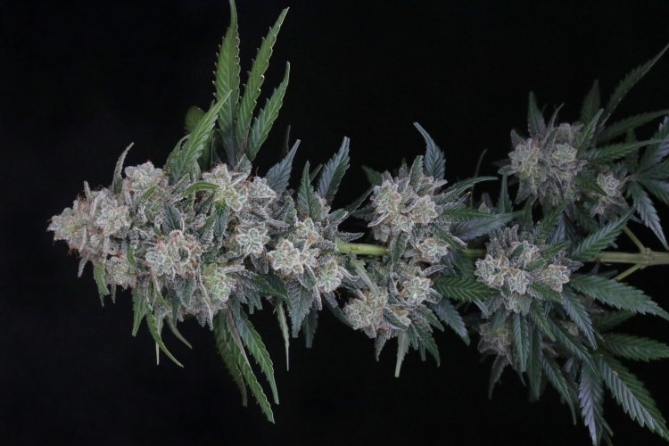 (Bild für) USA LINE - MAK OG Auto Feminised Seeds