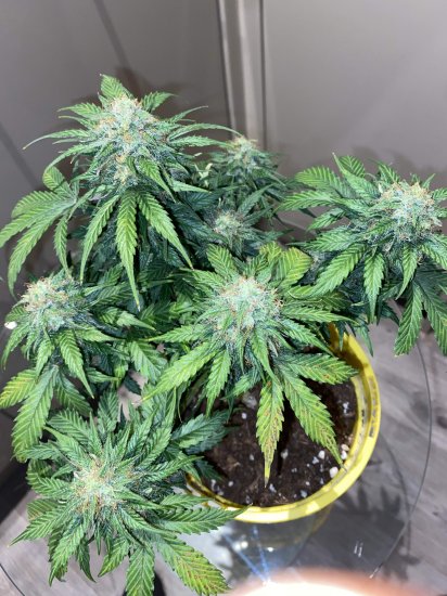 (Bild für) Mandarine Cream Auto Feminised Seeds