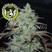 Marmalate Feminised - Delicious Seeds