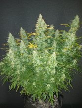 (Bild für) Mimosa Cake Auto Feminised Seeds