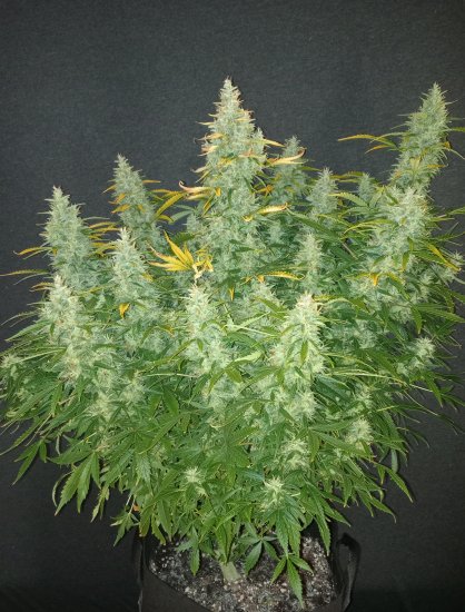 (Bild für) Mimosa Cake Auto Feminised Seeds