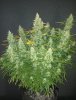 (image for) Mimosa Cake Auto Feminised Seeds