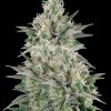 Mega Power Plant Feminised - Spliff Seeds