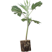 Mimosa Evo - Barney's Farm