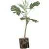 (Bild für) Hanfstecklinge Mimosa Evo – Barney's Farm