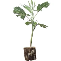 Esquejes de cannabis Mimosa Evo – Barney's Farm