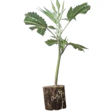 (Bild für) Hanfstecklinge Mimosa Evo – Barney's Farm
