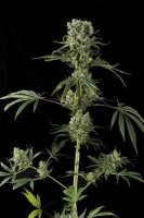Moby Dick #2 Feminised - Dinafem Seeds