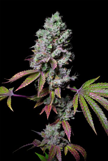 (Bild für) EXOTIC LINE - Mochi Feminised Seeds