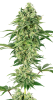 Hindu Kush Feminised - Sensi Seeds