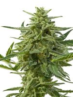 Northern Haze Express Automatic Feminised - Positronics