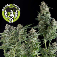 Northern Lights Feminised - Pyramid Seeds