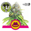 O.G. Kush Feminised - Royal Queen Seeds
