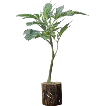 OG Kush - Royal Queen Seeds
