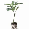 (image for) Cannabis Clones OG Kush – Royal Queen Seeds