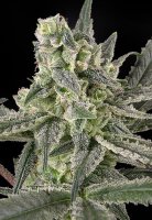 Old School Feminised - Ripper Seeds