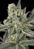 Old School Feminised - Ripper Seeds