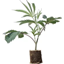 (Bild für) Hanfstecklinge Oracle Octane – Anesia Seeds