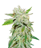 Original Juan Herer Feminised - Delicious Seeds